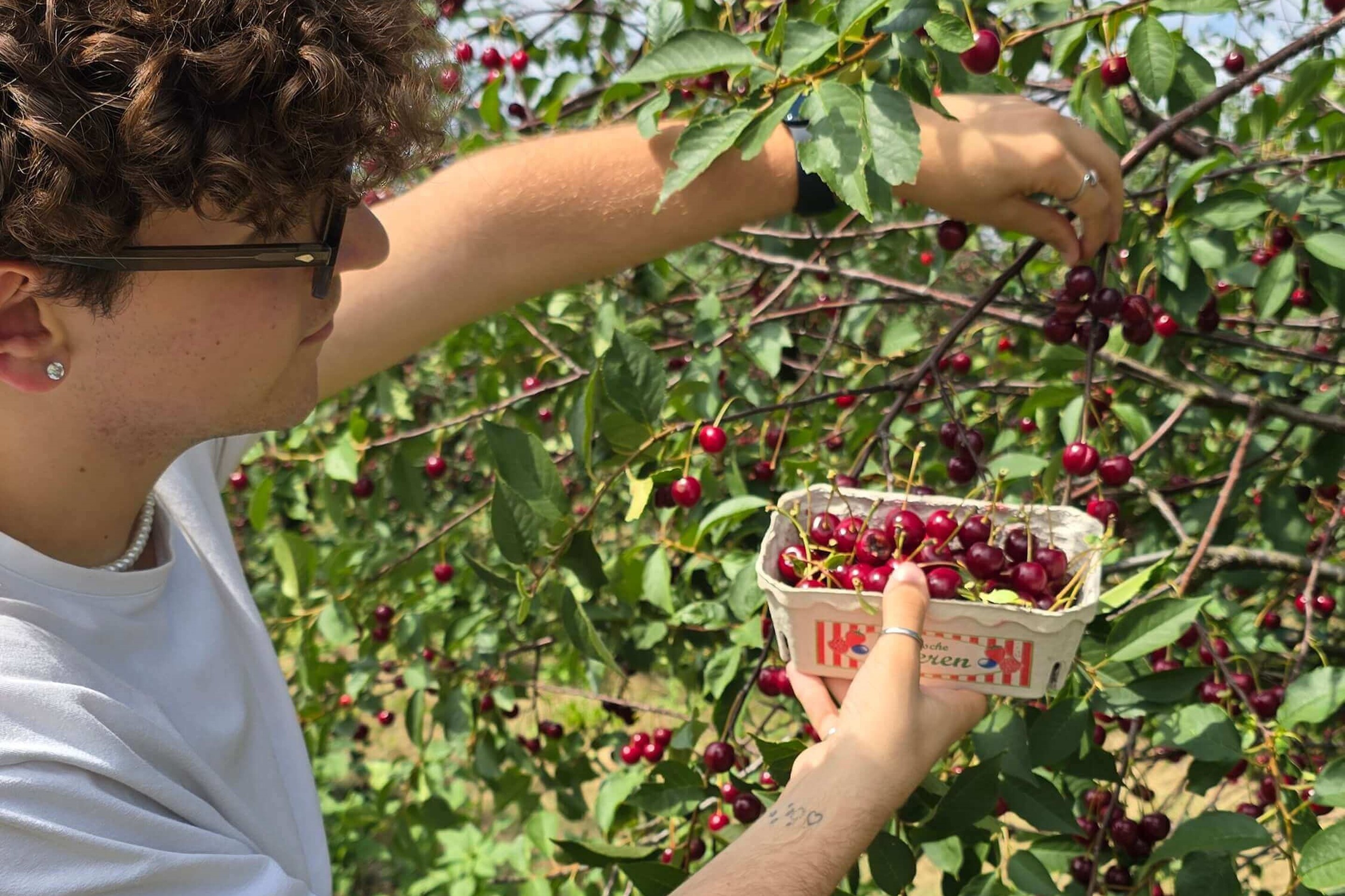 picking sour cherries , Foto: Dana Braun, Lizenz: Seenland Oder-Spree